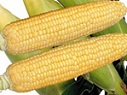 hachimitucorn202004.jpg