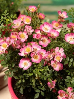 roseami2020040102.jpg