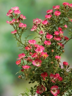 roseami20200402.jpg