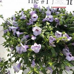 20200515torenia.jpg