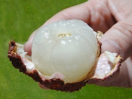 litchi2020060102.jpg