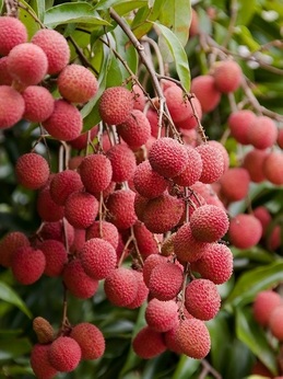 litchi2020060103.jpg