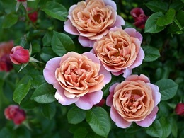 pinkvintage20200515.jpg