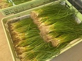 11月オススメ：「玉ねぎ苗」