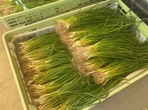 11月おすすめ「玉ねぎ苗」