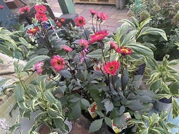 dahria20201014180005.jpg