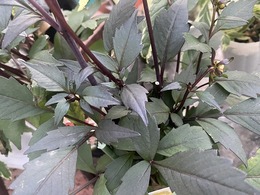 dahria20201014185261.jpg