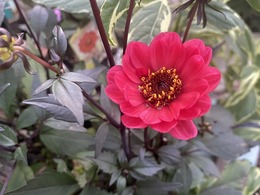 dahria20201014185262.jpg