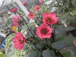 dahria20201014185267.jpg
