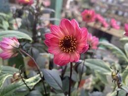 dahria20201014185268.jpg