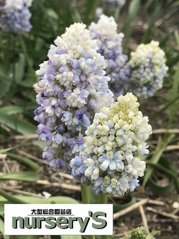 doublebeauty202010141901.jpg