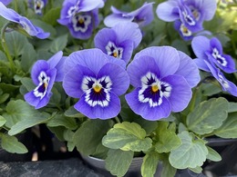 202011015518.jpg