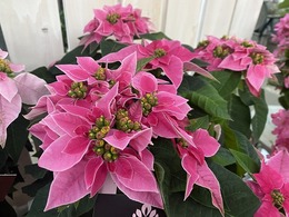 202011015525.jpg