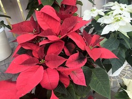 202011015529.jpg
