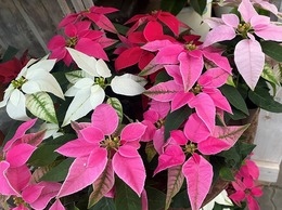 202011015531.jpg