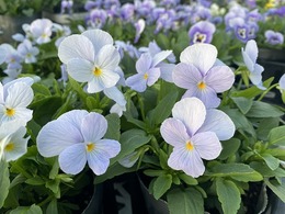 202011015560.jpg