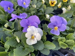 202011015561.jpg