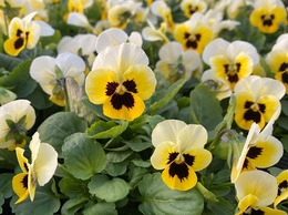 202011015564.jpg