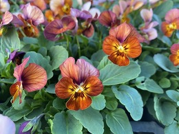 202011015568.jpg
