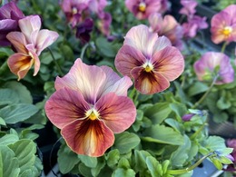 202011015576.jpg