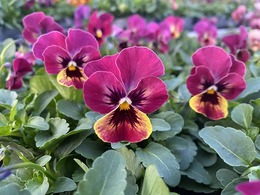 202011015588.jpg