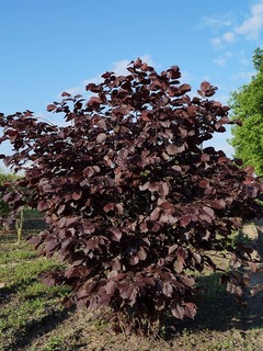 20210114102zellernot03.jpg
