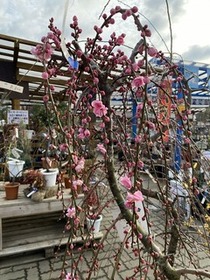『しだれ梅』