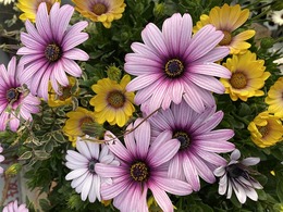 20210301osteospermum.jpg