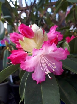 20210301rhododendron03.jpg