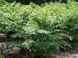 medara20210303.jpg