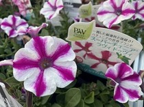 スーパーチュニア『ラヴィドゥヴィ』