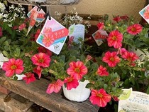 カリブラコア「リッチ『サンライズ』」