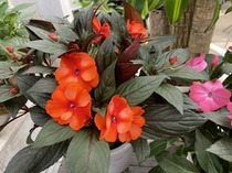 「ニューギニアインパチェンス」