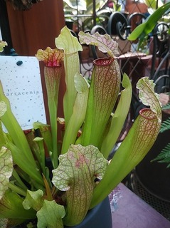 Sarracenia202105.jpg