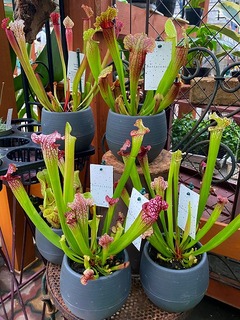 Sarracenia20210502.jpg