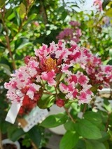 8月のオススメ　サルスベリ「夏祭り」