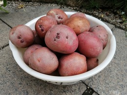 IMG_20210825_094245.jpg