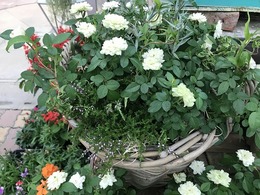 IMG_5262.jpg