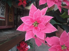 DSC_0827.JPG