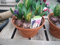 １月オススメ　芽出しヒヤシンス