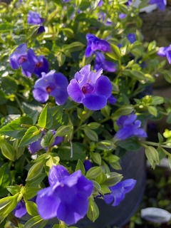 IMG_6995.jpg