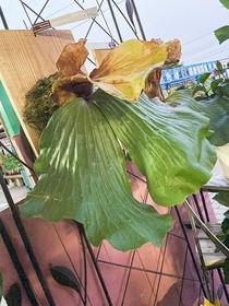6月オススメ コウモリラン