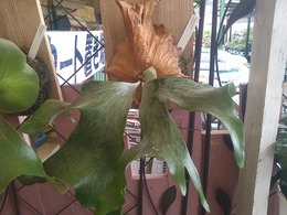 DSC_1166.jpg
