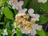 6月のおすすめ：山アジサイ「紅」