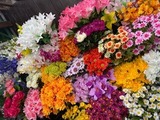 8月のおすすめ　『100均造花』