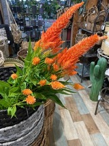 ９月のおすすめ　『ケイトウ』