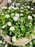 IMG_E9529.jpg