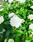 QVRJ9564.jpg