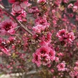1月のオススメ「御柳梅:ギョリュウバイ」