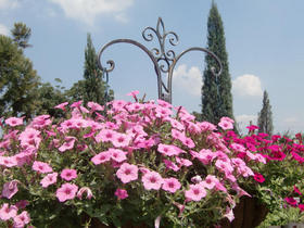 090825_gardenhana.JPG
